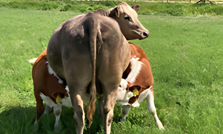 Starten biologische melkveehouderij